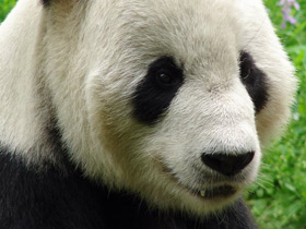 Фото Большая панда (Бамбуковый медведь)