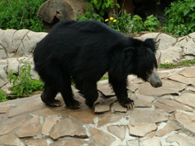 Фото Sloth bear
