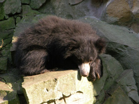 Фото Sloth bear