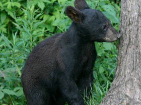Фото American black bear