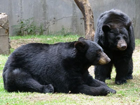 Фото American black bear