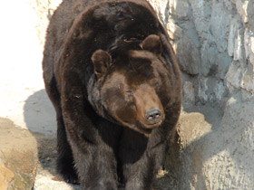 Фото Brown bear