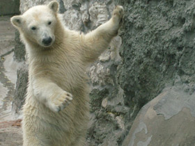Фото Polar bear