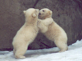 Фото Белый медведь