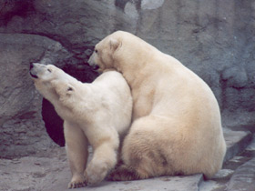 Фото Polar bear