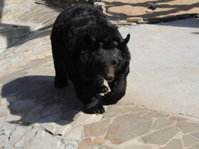 Фото Asiatic black bear