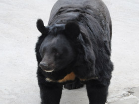 Фото Asiatic black bear