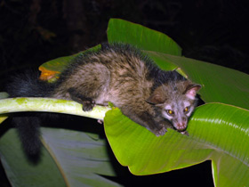 Фото Asian palm civet