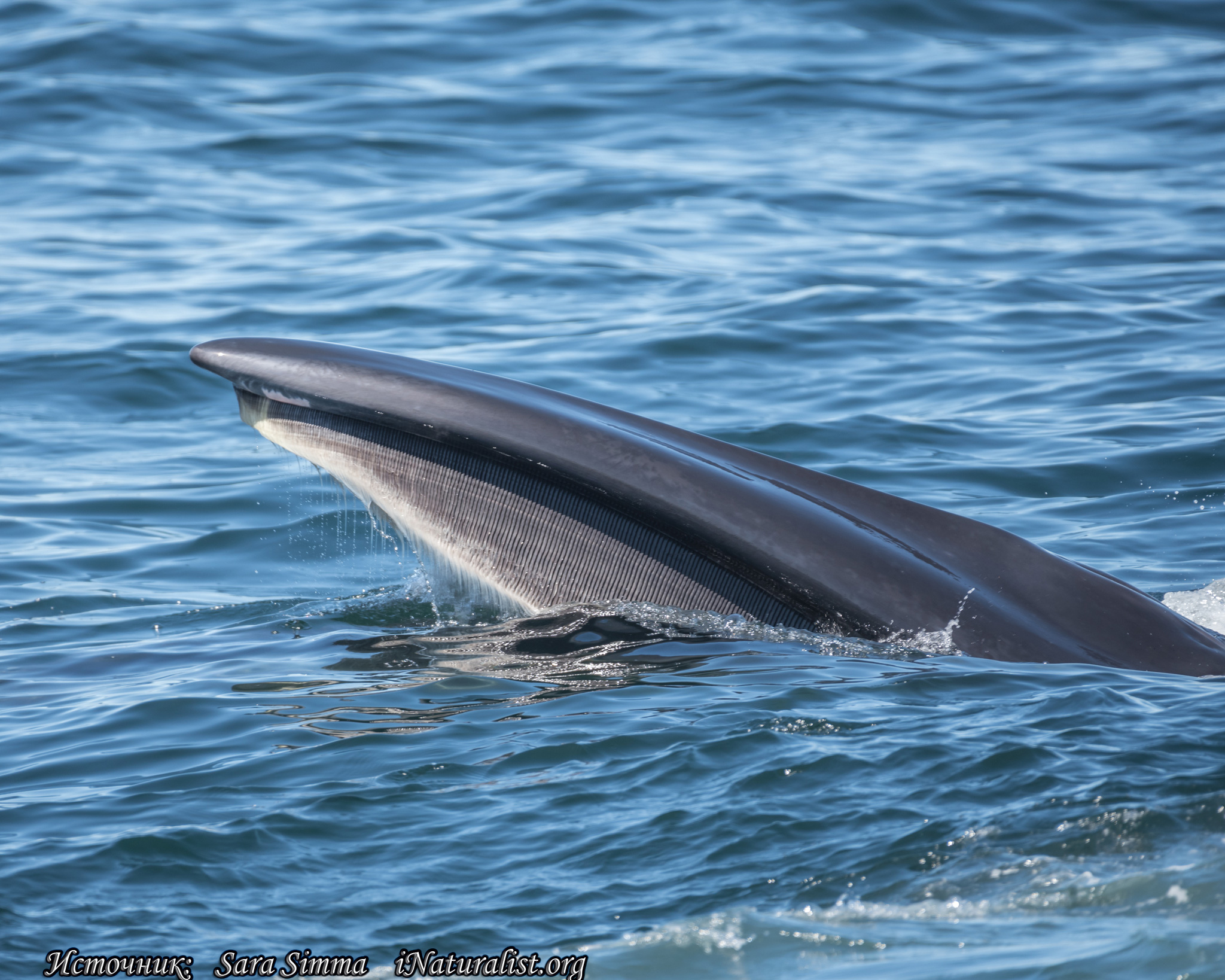 Малый полосатик. Сейвал (ивасевый кит). Сейвал (ивасёвый кит) (Balaenoptera Borealis). Сейвал (Balaenoptera Borealis Borealis). Сейвал животное.