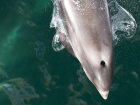Delfín hocico blanco