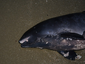 Фото Harbour porpoise