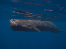 Фото Sperm whale