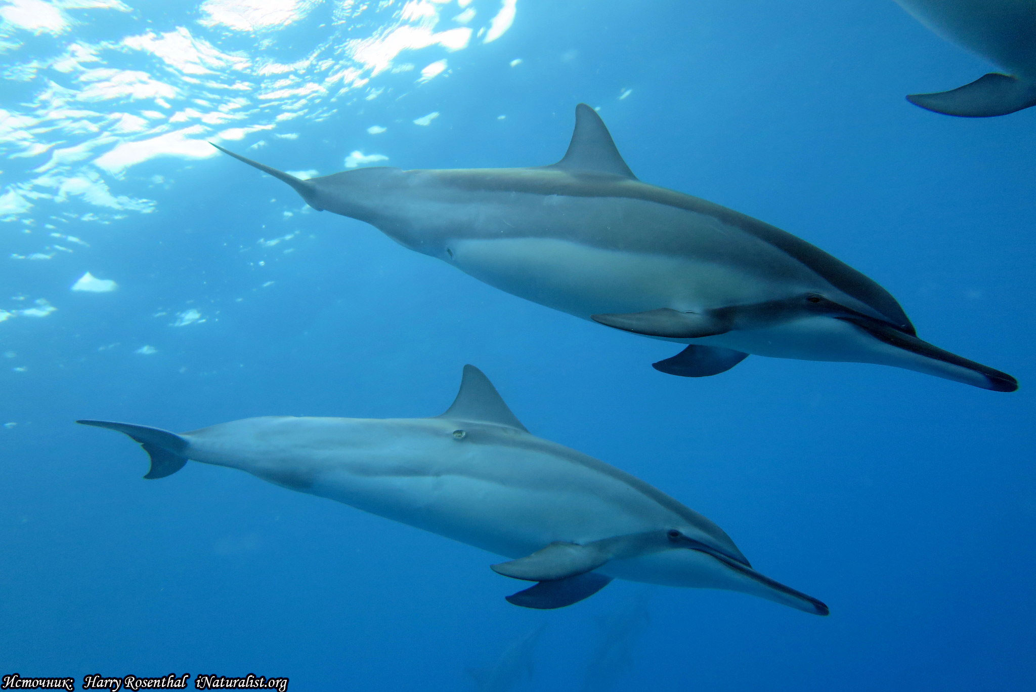 Длиннорылый продельфин (вертящийся Дельфин)
