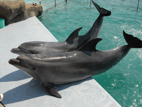 Delfín mular