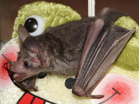 Фото Seba's short-tailed bat