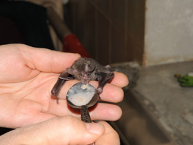Фото Seba's short-tailed bat