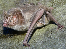 Фото Common Vampire Bat
