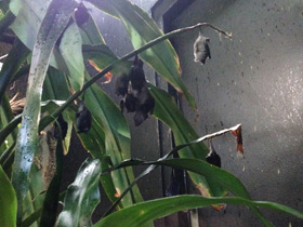 Фото Pallas's long-tongued bat
