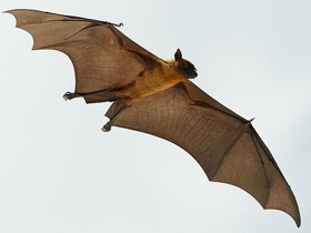 Фото Zorro volador de la India