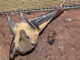 Фото Egyptian fruit bats