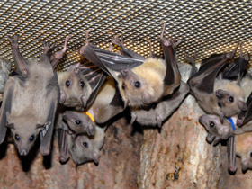 Фото Egyptian fruit bats