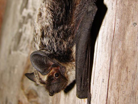Фото Parti-Coloured bat