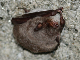 Фото Long-fingered bat