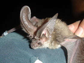 Фото Canary big-eared bat