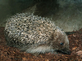 Фото Southern white-breasted hedgehog