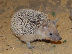 Фото Long-eared hedgehog
