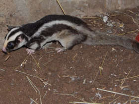 Фото Striped possum