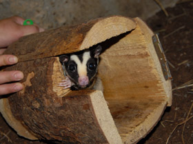 Фото Striped possum