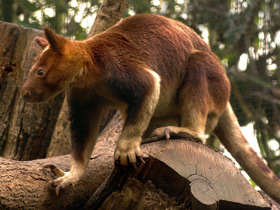 Фото Canguro arborícola de Goodfellow