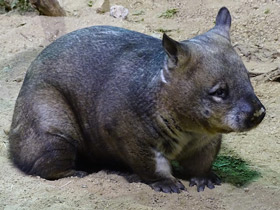 Фото Southern hairy-nosed  wombat