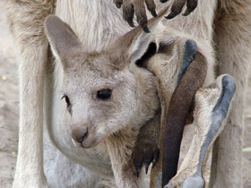 Фото Eastern grey kangaroo