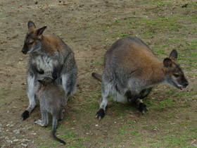 Фото Red-necked wallaby