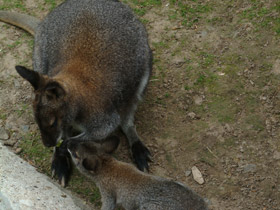 Фото Red-necked wallaby