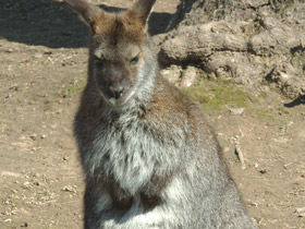 Фото Red kangaroo
