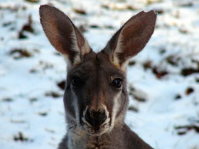 Фото Red kangaroo