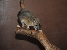 Фото Short-tailed opossum
