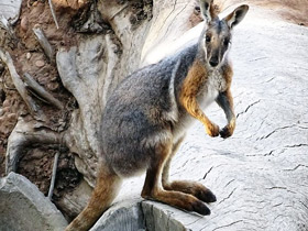 Фото Yellow-footed rock-wallaby