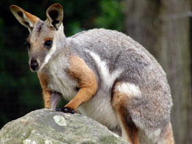 Фото Yellow-footed rock-wallaby