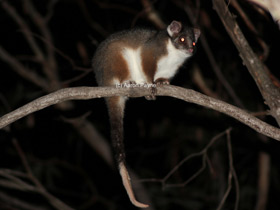 Фото Brush-tailed bettong
