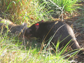 Фото Tasmanian devil