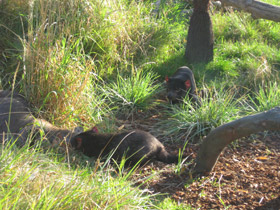 Фото Tasmanian devil