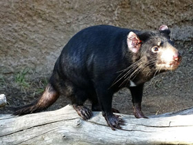 Фото Tasmanian devil