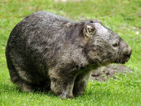 Фото Common wombat