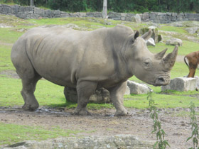 Фото White rhinoceros
