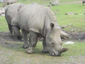 Фото Rinoceronte blanco