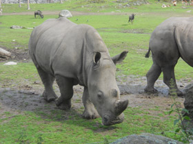 Фото White rhinoceros